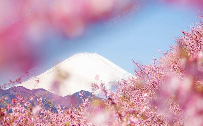 富士山樱花PPT背景图片 富士山樱花PPT背景图片