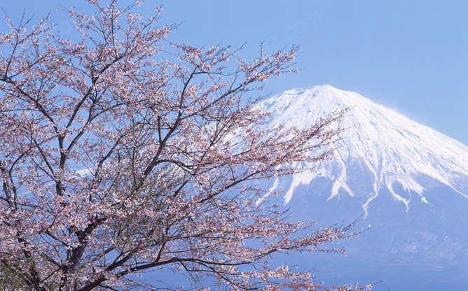 富士山樱花PPT背景图片 富士山樱花PPT背景图片