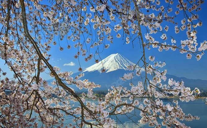 富士山樱花PPT背景图片 富士山樱花PPT背景图片