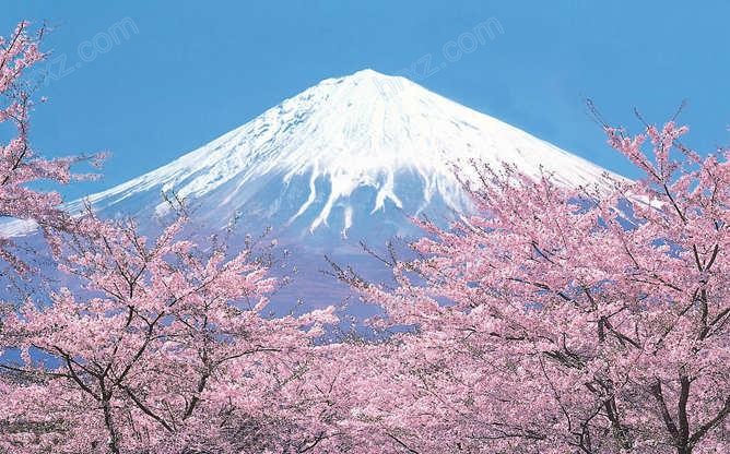 富士山樱花PPT背景图片 富士山樱花PPT背景图片