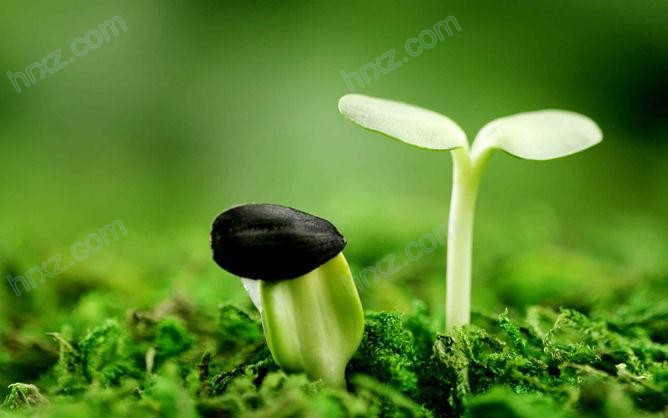 种子发芽嫩芽幼苗PPT背景素材 种子发芽嫩芽幼苗PPT背景素材