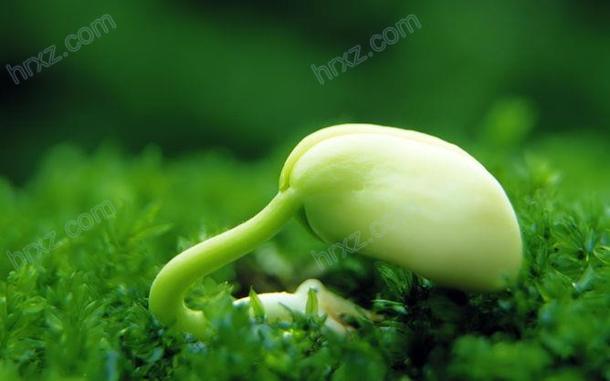 种子发芽嫩芽幼苗PPT背景素材 种子发芽嫩芽幼苗PPT背景素材