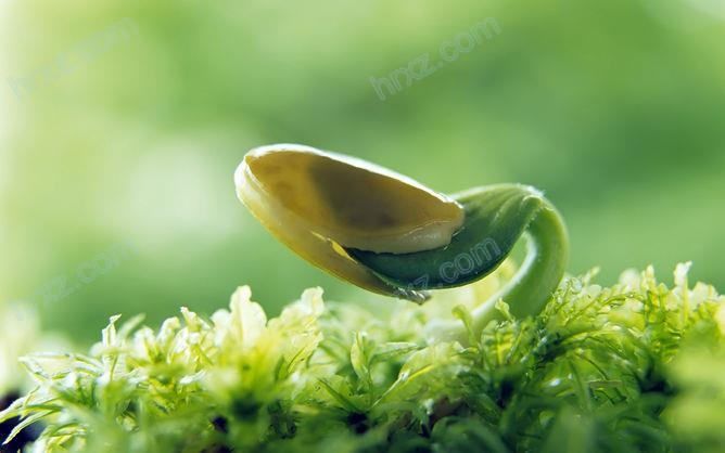 种子发芽嫩芽幼苗PPT背景素材 种子发芽嫩芽幼苗PPT背景素材