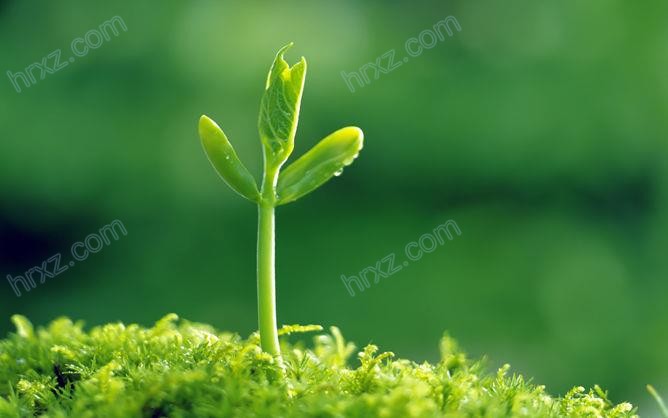 种子发芽嫩芽幼苗PPT背景素材 种子发芽嫩芽幼苗PPT背景素材