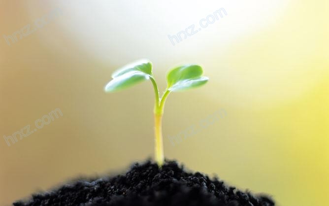 种子发芽嫩芽幼苗PPT背景素材 种子发芽嫩芽幼苗PPT背景素材