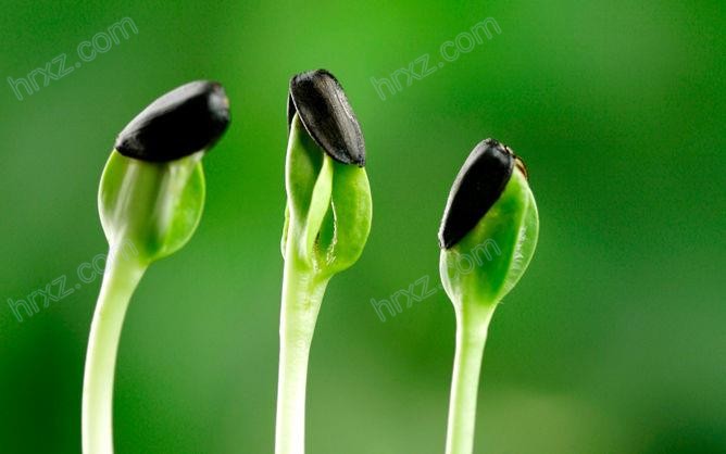 种子发芽嫩芽幼苗PPT背景素材 种子发芽嫩芽幼苗PPT背景素材