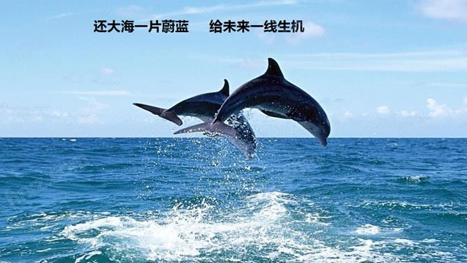 保护海洋的宣传片的PPT模板 保护海洋的宣传片的PPT模板