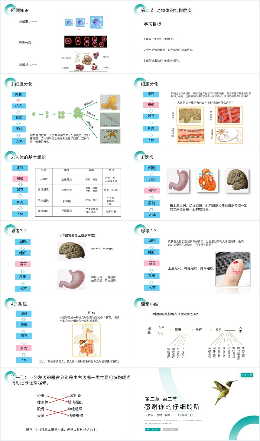 动物体的结构层次PPT课件