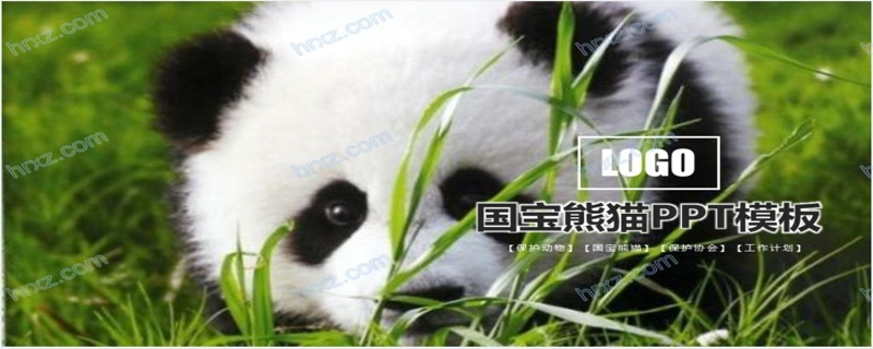 保护大熊猫的PPT模板